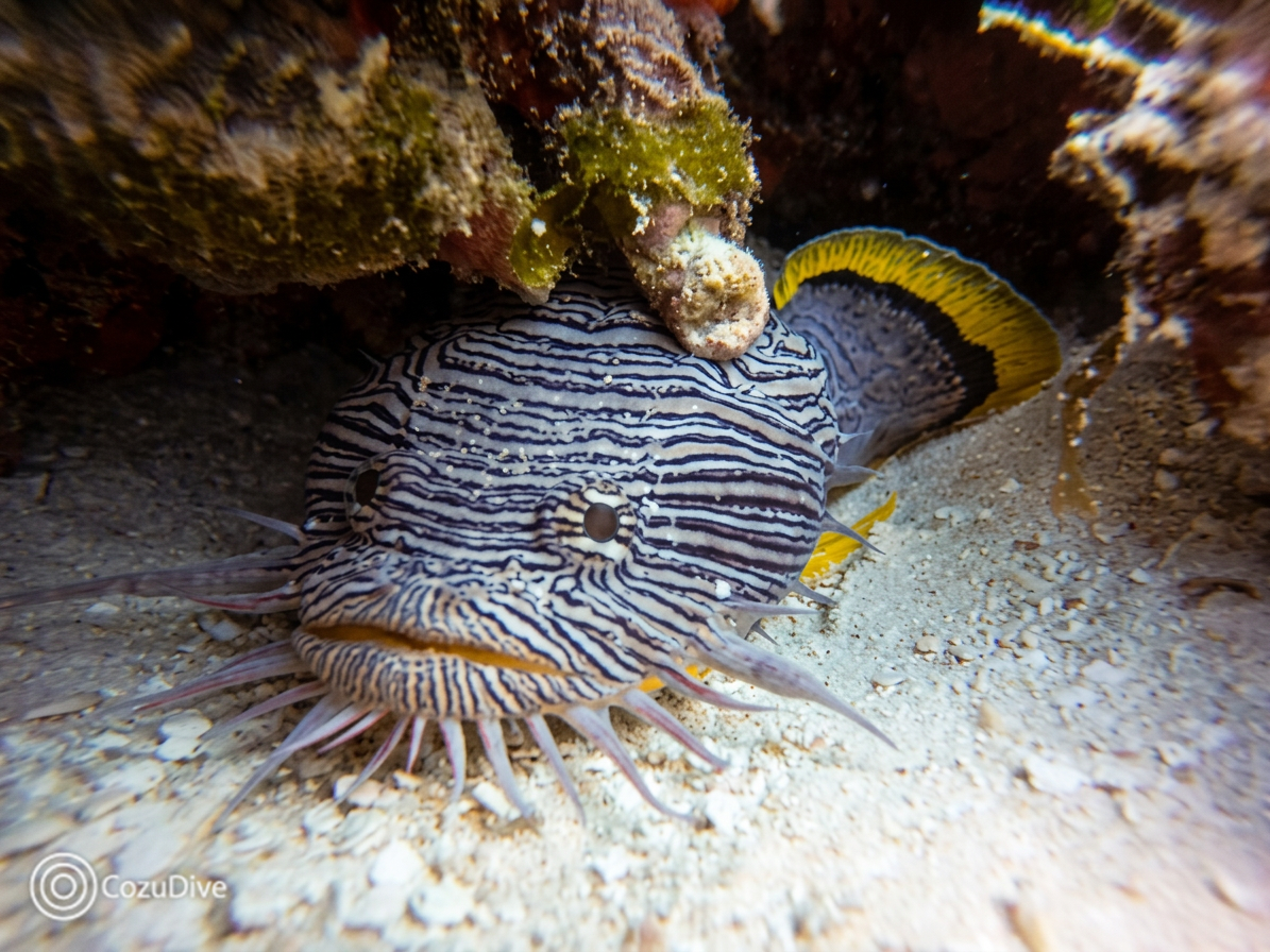 Pez sapo rayado sobre arena y coral en primer plano