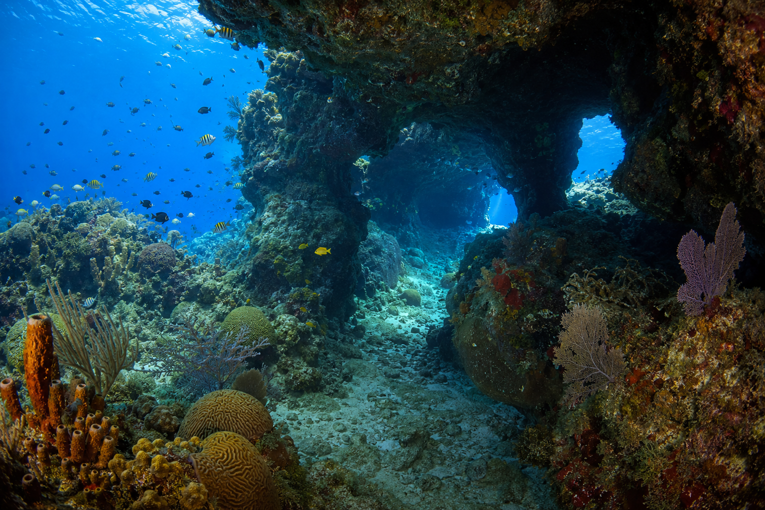 Arrecife y túnel submarino en Cozumel con peces tropicales