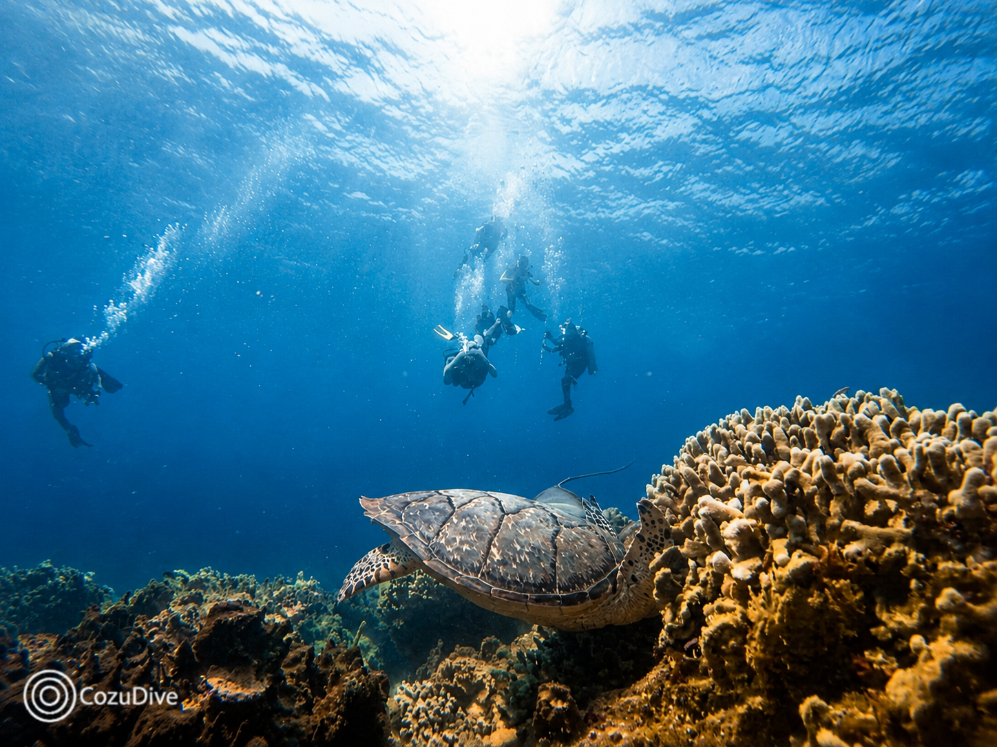 Tortuga marina con buceadores al fondo en aguas azules de Cozumel